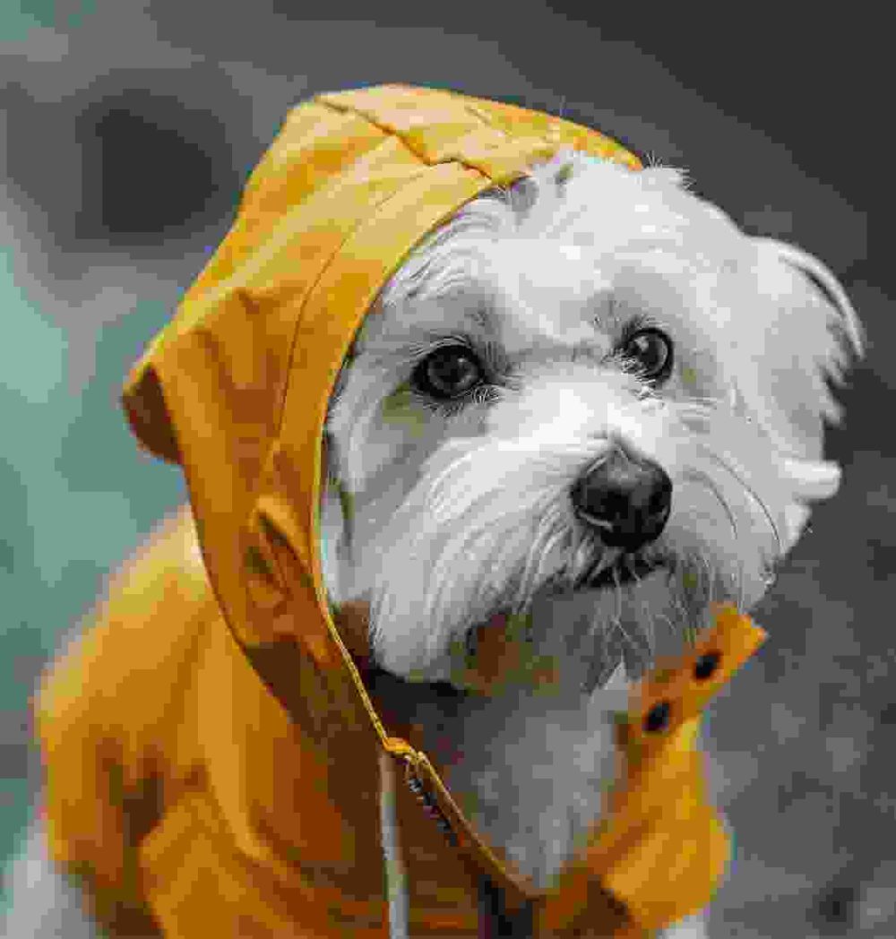 Gallery Thumb Gallery Thumb