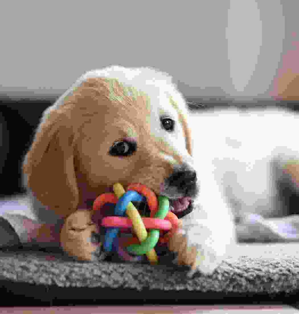 Gallery Thumb Gallery Thumb