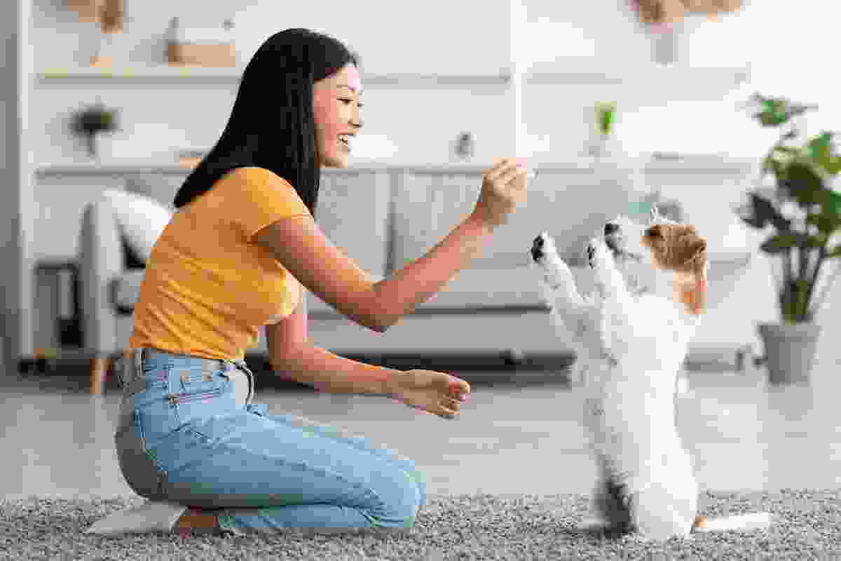 Pet-Training-img