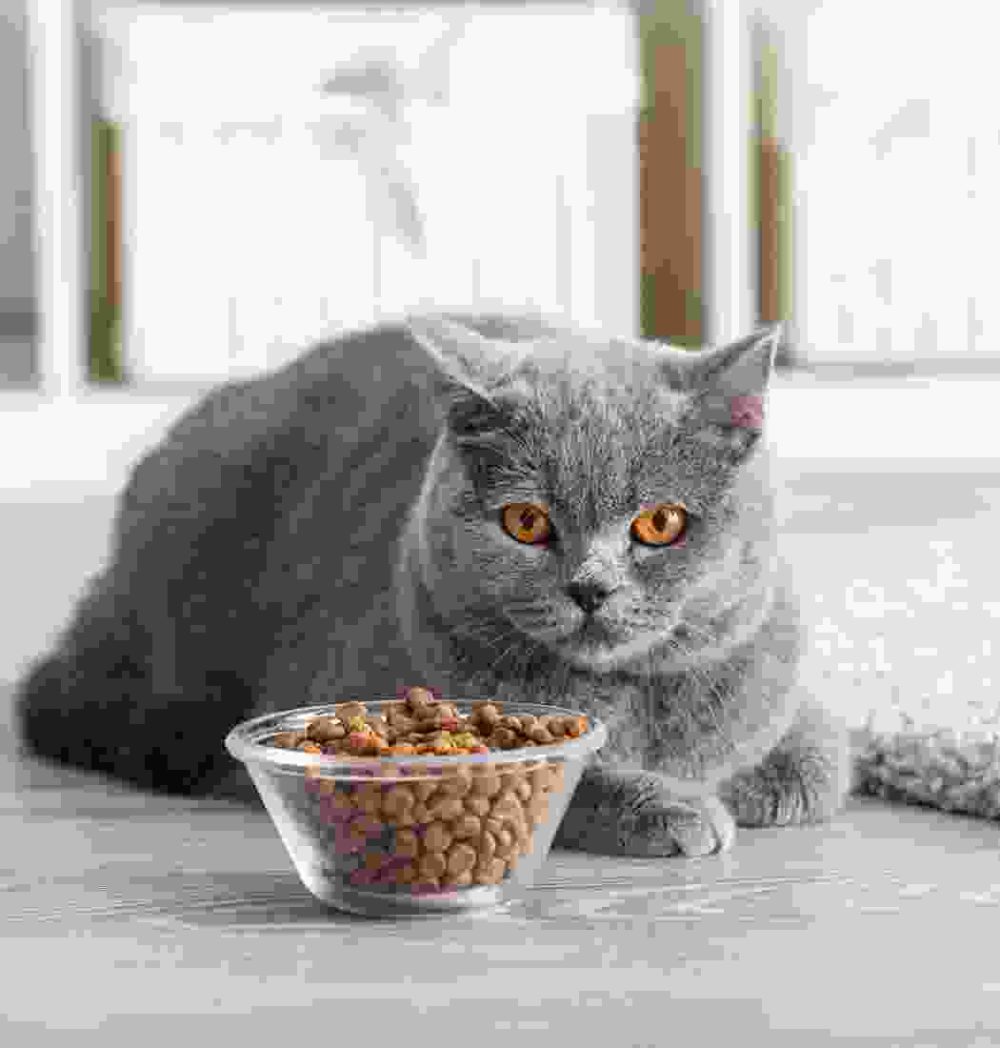 Gallery Thumb Gallery Thumb