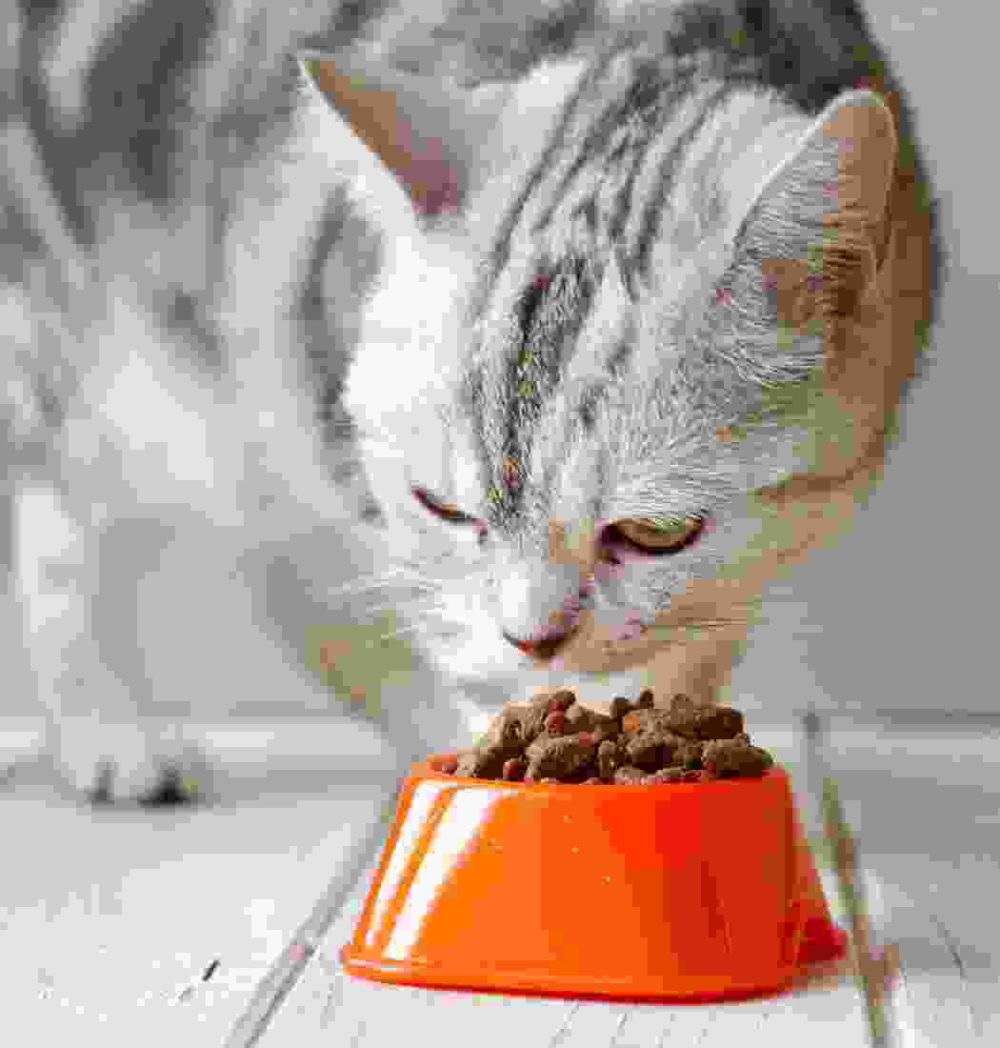 Gallery Thumb Gallery Thumb